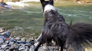 川遊び中に飼い主が流れてきた時の犬の行動に感動した