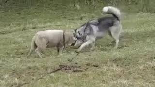 感動 幼なじみの犬と再会した羊が、