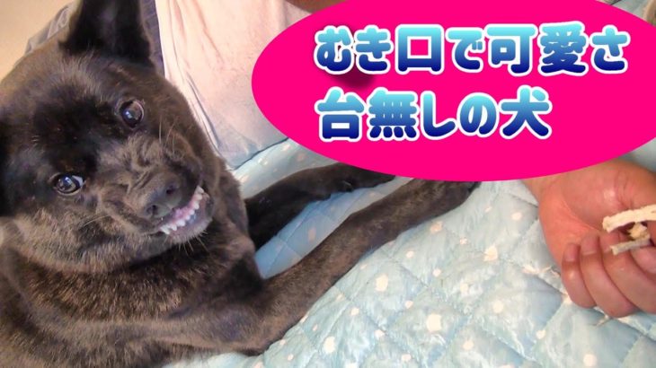 【犬のむき口】防衛本能が働く犬 – 甲斐犬いち
