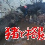 猪vs四国犬　激突！Training of hound dogs in Japan 25th October 2015　訓練
