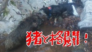 猪vs四国犬　激突！Training of hound dogs in Japan 25th October 2015　訓練