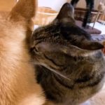 柴犬ママに優しくペロペロしてたはずの猫が…