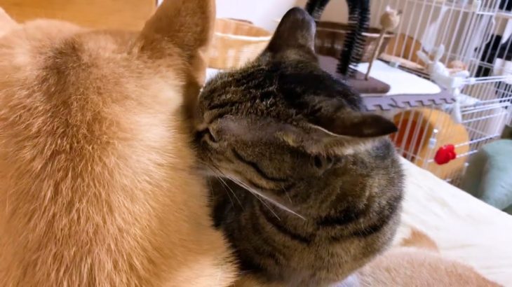 柴犬ママに優しくペロペロしてたはずの猫が…